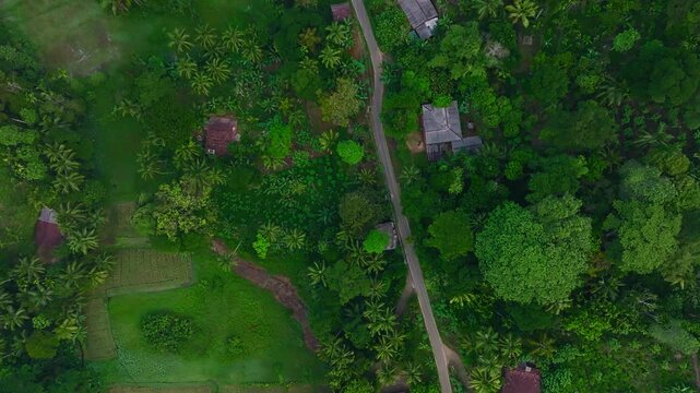 Aerial view of a mountain village in the Sri Lankan rainforest surrounded by lush palm trees, green rice fields and tropical vegetation. Scenic countryside landscape showcasing traditional agriculture