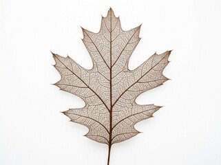 Fototapeta premium Dry Leaf on White Background.