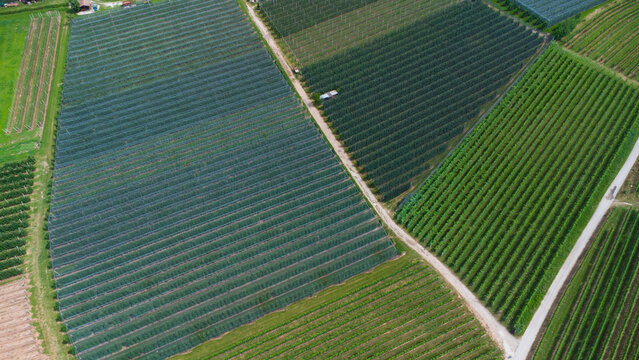 FILARI DI VITI DALL'ALTO