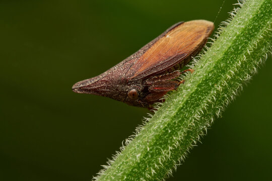 Brown Enchenopa binotata treehopper resting on natural branch