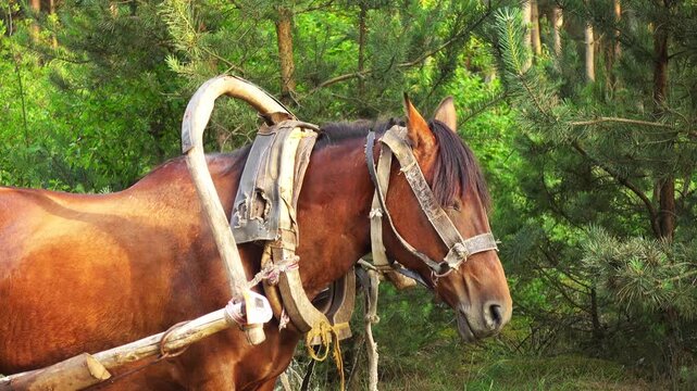 bay horse, harnessed to a wooden cart