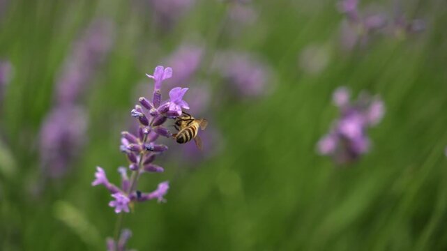 Honey bee feeding on lavender blossom in a flowering garden. Pollination and biodiversity concept