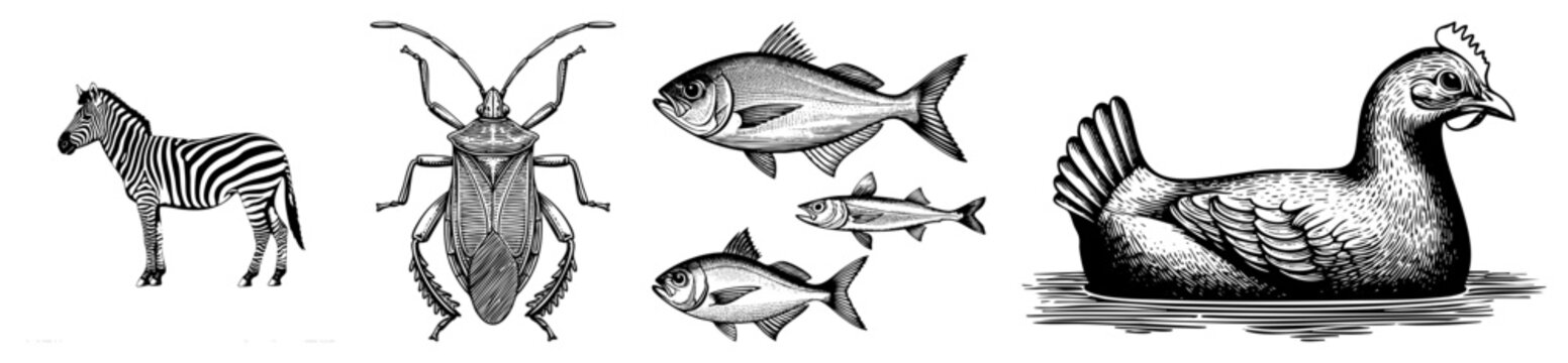 Collection of detailed woodcut style illustrations featuring a striped zebroid, various sea life, a large bug, and a sitting hen. These fine etchings showcase natural fauna.