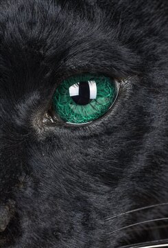 Extreme close up of a black panther eye with vibrant green iris and detailed dark fur