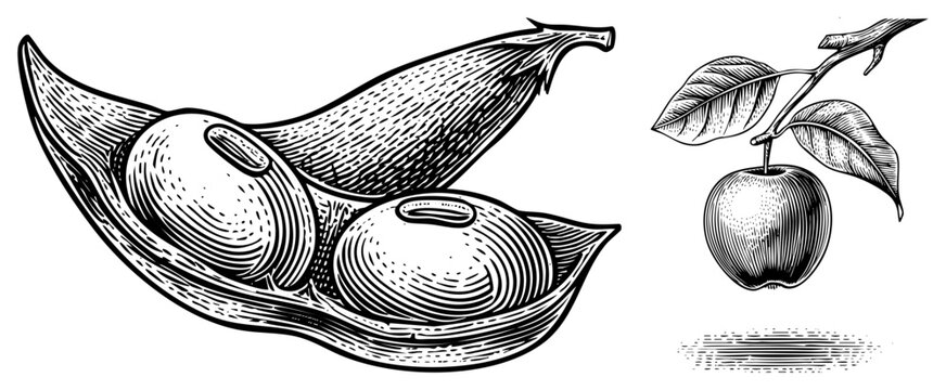 Detailed botanical woodcut showing a split pea pod with large seeds alongside a single on a leafy stem. This garden legume and orchard fruit feature intricate hatching.