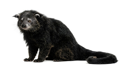 Binturong © Benjaminpx