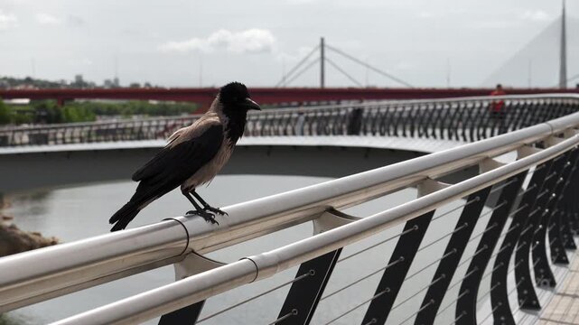 Crow perched on a railing overlooking a riverfront promenade. Urban wildlife and nature coexistence concept. 4k horizontal footage.