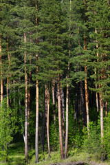 Fototapeta premium Taiga, shore of Yenisei River in Khakassia, Russia