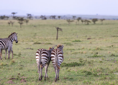 Cute Asses