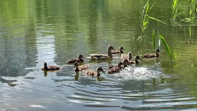 Small cure ducklings with mama duck swimming and playing  in the pond