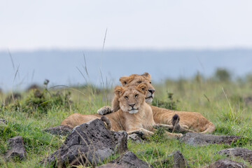 Companionship © George Erwin Turner
