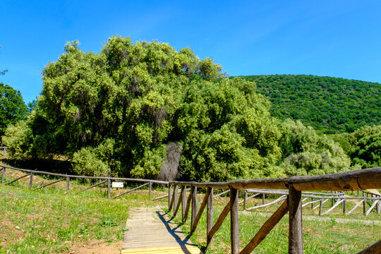 Parco degli olivastri millenari di Luras (OT), Sardegna