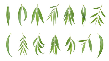 Fototapeta premium Set of willow leaves and branches isolated on transparent background
