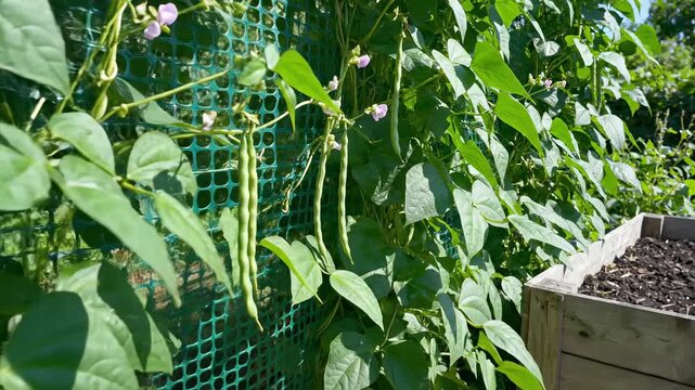 Green bean vines, support netting, raised bed garden and healthy leaves centers on bean, mirrored as bean vegetable, bean urban and bean pod for sustainable produce marketing