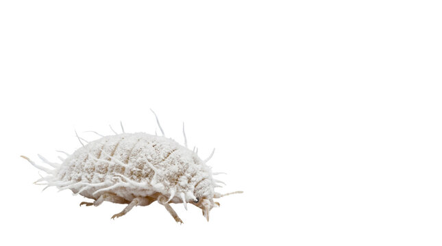 Mealybug insect pest macro photography, white fuzzy scale insect, garden parasite and agricultural plant pest isolated PNG with Transparent Background
