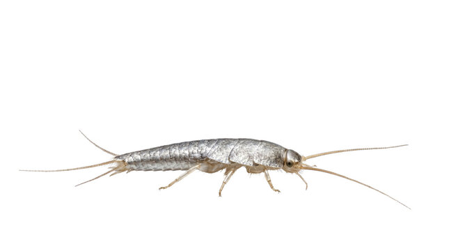 Silverfish insect macro photography, Lepisma saccharinum household pest, metallic silver bristletail bug for pest control and biology education isolated PNG with Transparent Background