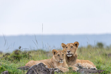 Companionship © George Erwin Turner