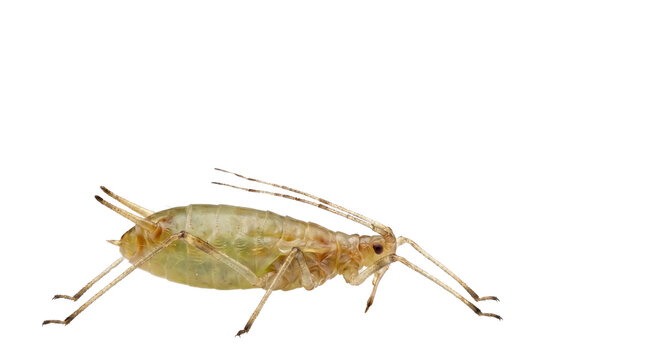 Green aphid macro photography, garden plant pest insect, close-up of small aphidoidea bug, agricultural parasite and plant louse isolated PNG with Transparent Background