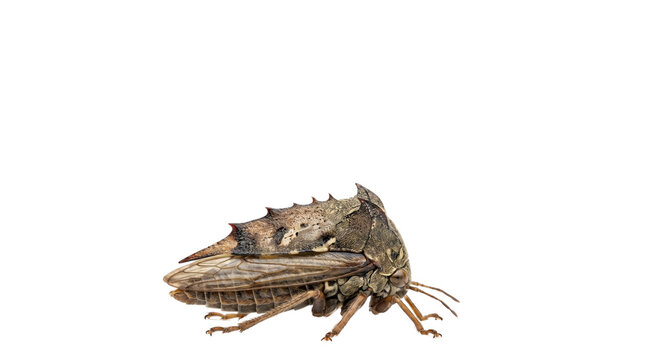 Macro treehopper insect with spiky brown armor, exotic tropical cicada bug, detailed entomology specimen for scientific study and nature education isolated PNG with Transparent Background