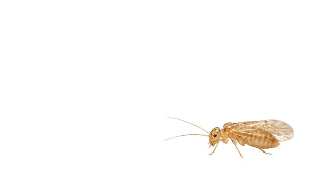 Winged termite macro photography, subterranean termite swarmer with translucent wings, destructive wood-eating insect pest for pest control concepts isolated PNG with Transparent Background