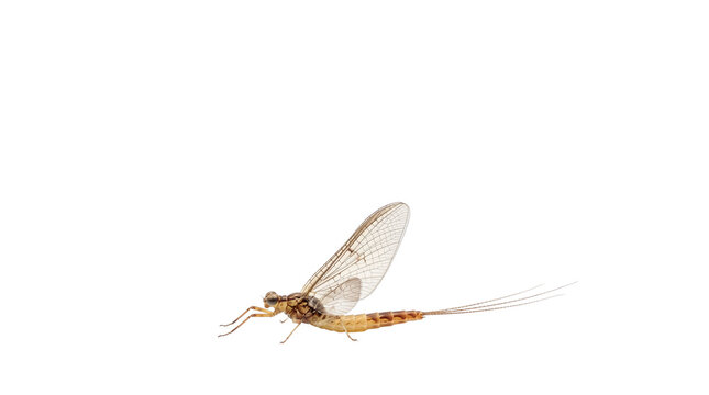 Macro mayfly insect with delicate transparent wings, brown ephemeroptera specimen, detailed aquatic fly fishing bait insect isolated PNG with Transparent Background