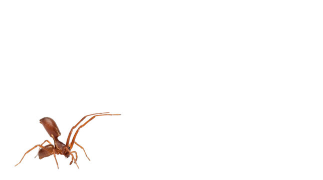 Brown woodlouse spider macro photography, Dysdera crocata hunting arachnid, close-up of predatory spider with long legs and reddish-brown body isolated PNG with Transparent Background