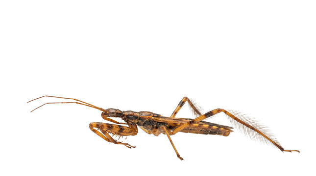Macro assassin bug profile, brown predatory insect with long legs and antennae, detailed entomology specimen for biology education isolated PNG with Transparent Background