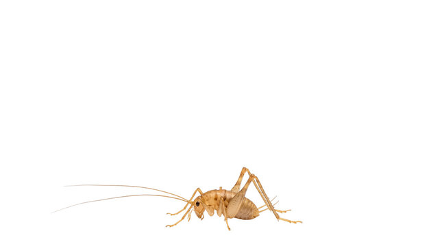 Camel cricket with long antennae, spider cricket macro photography, tan cave cricket insect for biology and pest control education isolated PNG with Transparent Background