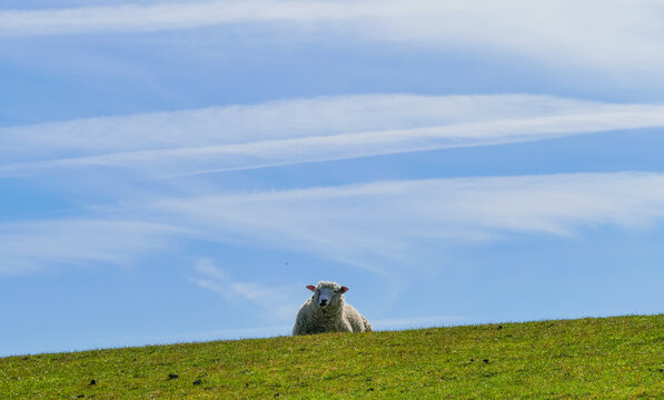 Liegendes Schaf auf Deich Grasdeich
