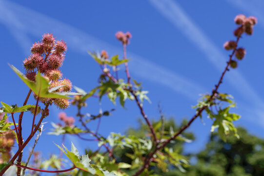 Gros plan sur des fruits de ricin