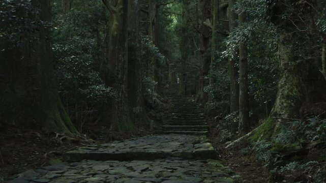 Moss-Covered Stone Path of Daimon-zaka on the World Heritage Kumano Kodo Nakahechi, Nachikatsuura, Wakayama　世界遺産 熊野古道中辺路「苔むした石畳が続く大門坂」和歌山県那智勝浦町