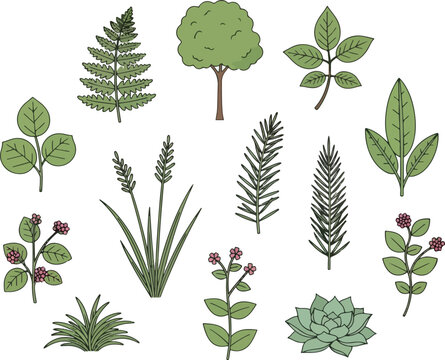 Collection of Diverse Hand-Drawn Botanical Illustrations.