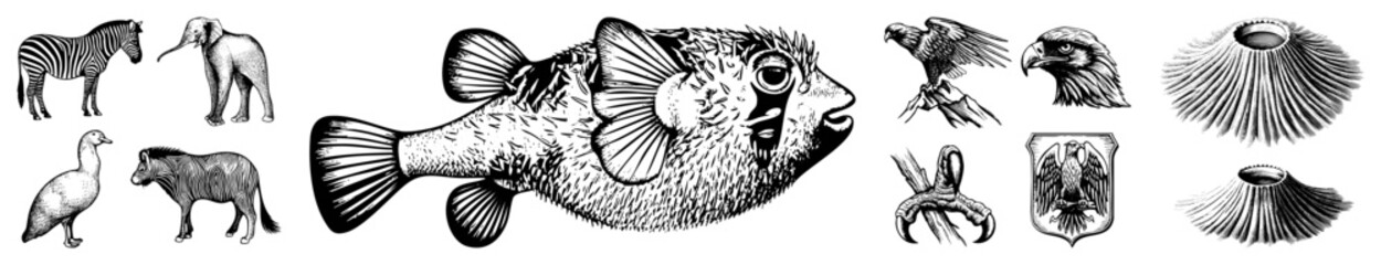 Obraz premium This detailed etching set features a puffer fish or blowfish, alongside a zebra, elephant, and eagle. These fine drawings include a porcupinefish and various avian studies for natural history.