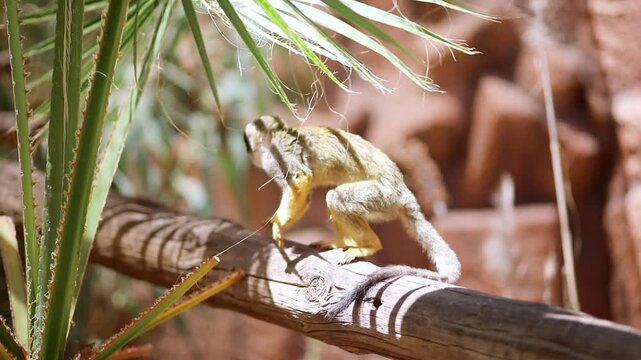 Patas monkey (Erythrocebus patas) sitting on a wooden post inside an enclosure at Monkey Park in Tenerife, Canary Islands, Spain