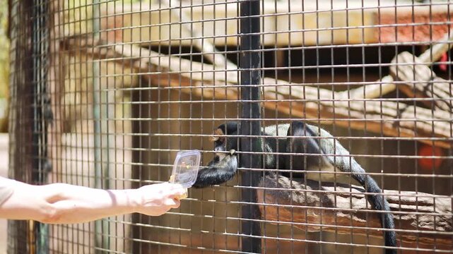 Visitor feeding a monkey through the enclosure mesh at Monkey Park in Tenerife, Canary Islands, Spain