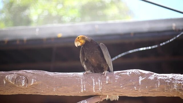 Parrot calling from a wooden perch at Monkey Park in Tenerife, Spain, showing exotic bird behavior in a wildlife park