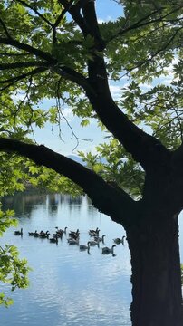 Flock of Geese Floating on a Peaceful Dark Pond Framed by Branches