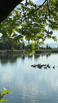 Tranquil Nature with Swimming Geese and Mysterious Forest Reflections
