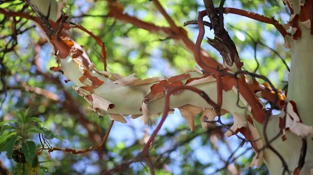 Closeup of Canary madrone tree bark peeling in sunlight in Tenerife, Canary Islands, Spain