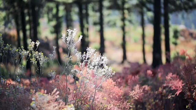 Pine forest undergrowth glowing in sunlight on the slopes along the road to Mount Teide in Tenerife, Canary Islands, Spain