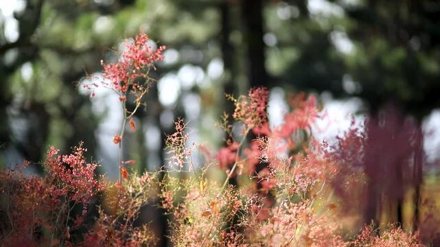 Pine forest undergrowth glowing in sunlight on the slopes along the road to Mount Teide in Tenerife, Canary Islands, Spain
