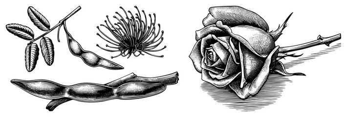 Obraz premium Detailed botanical study featuring a blooming rose, delicate flowering stems, and organic legume pods. These woodcut style sketches capture the essence of garden flora and wild legumes.