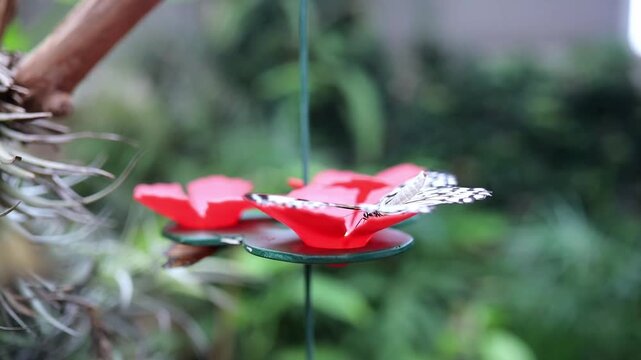 Paper kite butterfly resting on glossy green leaves in a butterfly park in Icod de los Vinos, Tenerife, Canary Islands, Spain