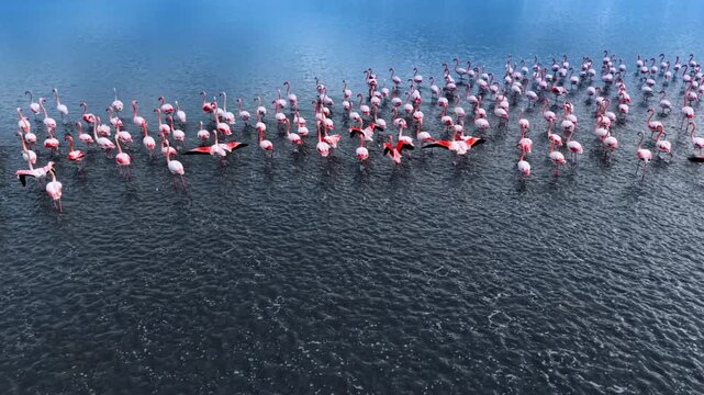 Close aerial of flamingo flock standing in dark rippled water. Low angle drone view of pink birds with spread wings and reflections on blue surface.