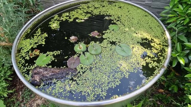 cylinder flowerpot covered with plants, which are probably duckweed floating plant with very fast growth and water lilies. Bees on edge of the stainless steel tank use it as source of drinking water. 