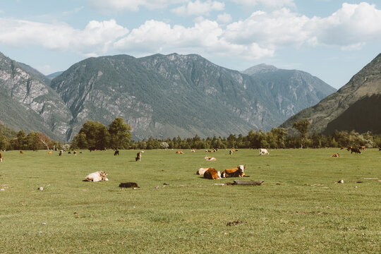 Wide summer landscape of Chulyshman Valley with cows resting on green pasture, forest edge and dramatic mountain ridges under cloudy sky, Altai Republic, Russia