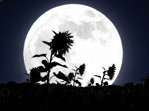 Sunflower ひまわり 278 Silhouette of Sunflowers Against a Huge Full Moon in the Night Sky（夜空に浮かぶ巨大な満月とひまわりのシルエット）