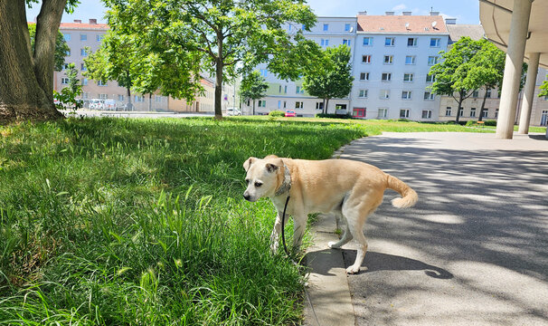 Kleiner Hund in der Gro&szlig;stadt