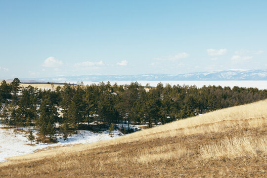 Wide winter view of Cape Kharantsy with dry grass hillside, pine forest and snowy ground, with frozen Lake Baikal and distant mountains, Irkutsk Oblast, Russia