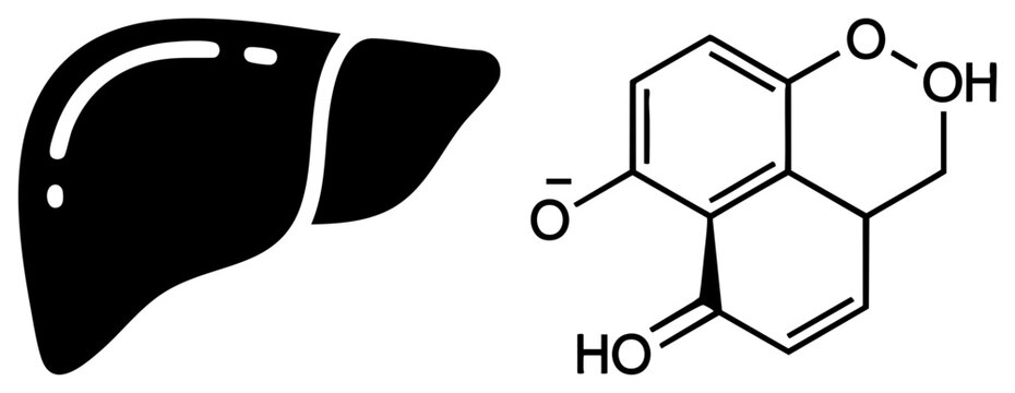 Anatomical liver shape paired with a complex organic molecule, showing a biological hepatic organ and a chemical compound structure. This medical illustration depicts a liver and its molecular.